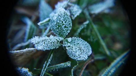 MACRO FOLIE #19 anteketborka.blogspot.com, givre1