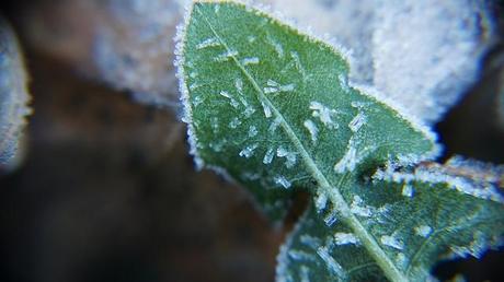 MACRO FOLIE #19 anteketborka.blogspot.com, givre11