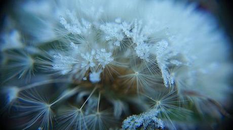 MACRO FOLIE #19 anteketborka.blogspot.com, givre3