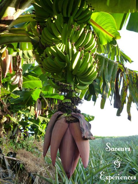 Mini Cakes à la Banane