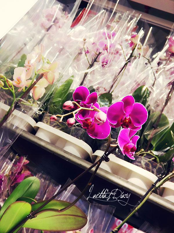 Laetitia's Diary est de retour :)