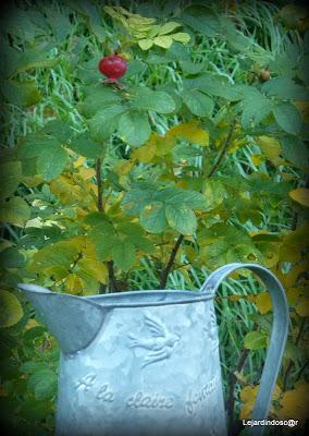 Une journée ensoleillée (la seule et c'était hier !) m'au...