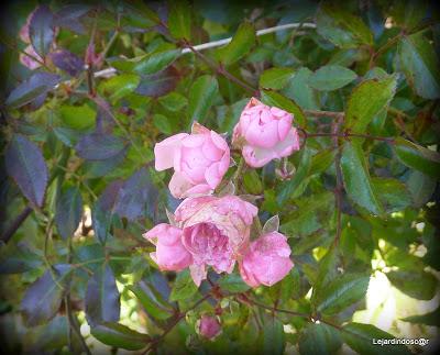 Une journée ensoleillée (la seule et c'était hier !) m'au...
