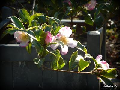 Une journée ensoleillée (la seule et c'était hier !) m'au...