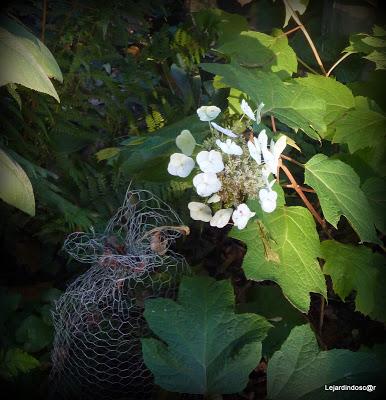 Une journée ensoleillée (la seule et c'était hier !) m'au...