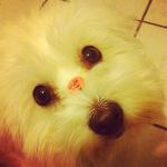 Mes jolis souvenirs #10