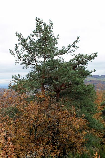 Promenade du dimanche