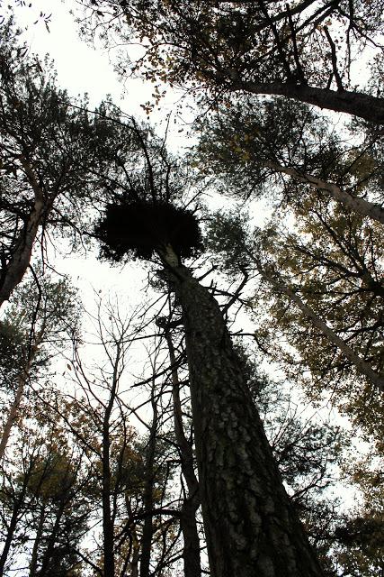 Promenade du dimanche