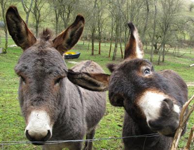 Portraits de famille