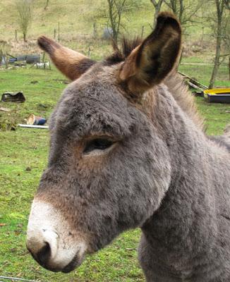 Portraits de famille