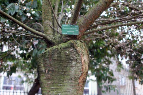 3 prunus subhirtella paris 24 déc 2012 014 (2).jpg