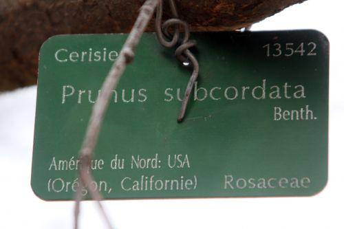 7 paris 2 fév 2013 067.jpg