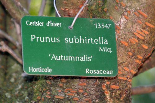 4 prunus subhirtella paris 16 jan 052.jpg