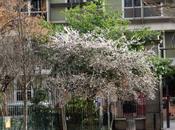 Autres Prunus d'hiver