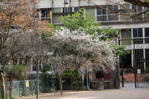 1 prunus subhirtella paris 2 fév 2013 054.jpg