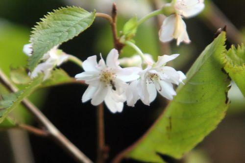 2 prunus subhirtella veneux 30 oct 2012.jpg