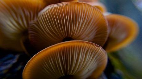 MACRO FOLIE #18 anteketborka.blogspot.com, champi4