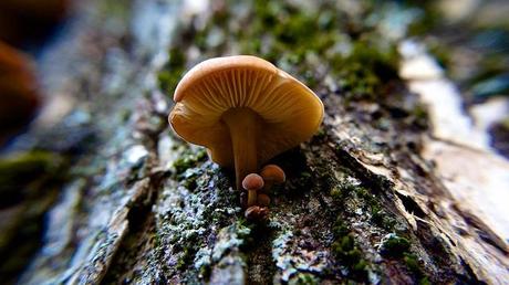 MACRO FOLIE #18 anteketborka.blogspot.com, champi6