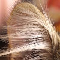 MACRO FOLIE #18 MACRO FOLIE #18