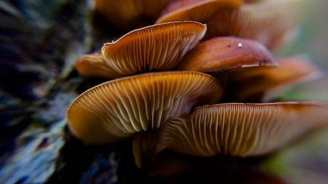 MACRO FOLIE #18 anteketborka.blogspot.com, champi5