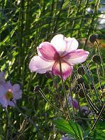 MACRO FOLIE #18 MACRO FOLIE #18