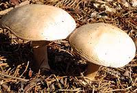 MACRO FOLIE #18 MACRO FOLIE #18