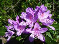 MACRO FOLIE #18 MACRO FOLIE #18