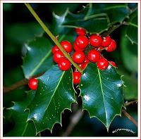 MACRO FOLIE #18 MACRO FOLIE #18