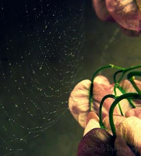 MACRO FOLIE #18 MACRO FOLIE #18