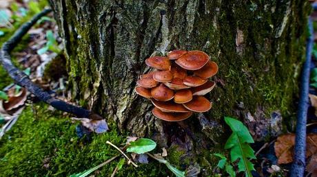 MACRO FOLIE #18 anteketborka.blogspot.com, champi3