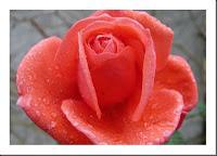 MACRO FOLIE #18 MACRO FOLIE #18