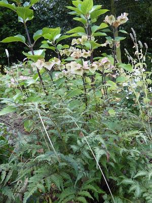 C'est devant l'écran que je me rappelle ce bel après-midi...