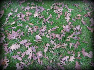 C'est devant l'écran que je me rappelle ce bel après-midi...