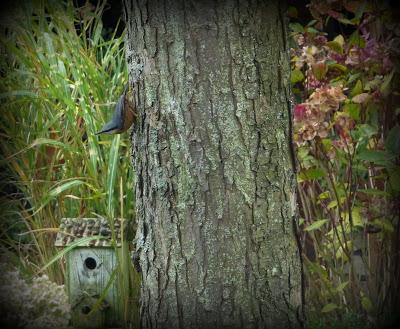 C'est devant l'écran que je me rappelle ce bel après-midi...