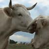 [Critique DVD] Bovines ou la vraie vie des vaches