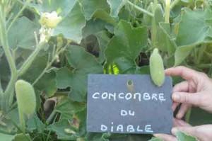 concombre du diable jardin potager de l'abbaye de celles sur belle