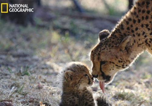 Une maman guépard et son petit
