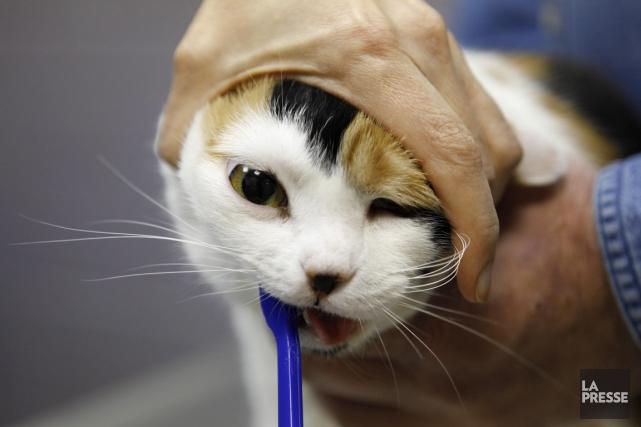 Le brossage des dents d'un chat ou d'un... (Photo : archives AP)