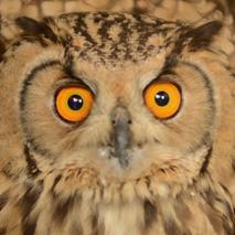 Facile de faire tourner la tête d'un hibou