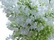 Comment cultivé lilas fleuristes