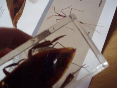 L'anatomie des insectes