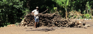 Un producteur rassemblant du bois de chauffe à Nosy Be