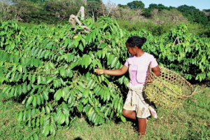 La cueillette de l'ylang ylang, de bon matin