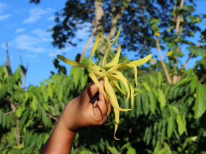 Pranarôm vous offre le meilleur Ylang Ylang