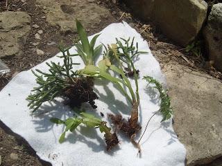 Plantes sans sève !