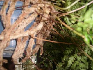 Plantes sans sève !