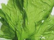 plastique performant base d'algues