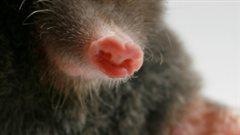 La taupe possède dans le nez la plus haute densité de terminaisons nerveuses de tous les mammifères.