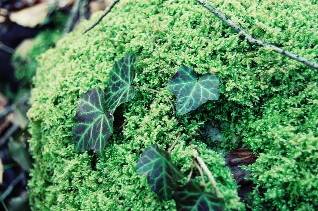 Promenons-nous dans les bois