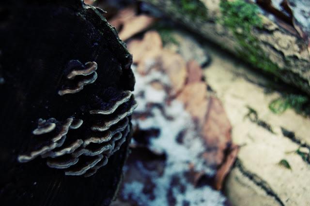 Promenons-nous dans les bois